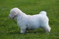 Daisy , a female English Cream Golden Retriever for sale in Sugarcreek, OH – 4 of 5