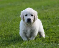 Daisy , a female English Cream Golden Retriever for sale in Sugarcreek, OH – 5 of 5