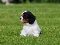 Sabrina, a female Cavalier King Charles Spaniel for sale in Sugarcreek, OH – 4 of 6