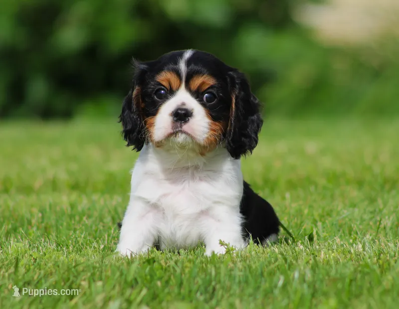 Roger – Cavalier King Charles Spaniel puppy for sale in Sugarcreek, OH