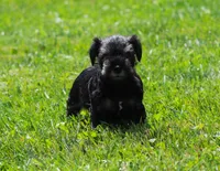 Lil Debbie, a female Miniature Schnauzer for sale in Sugarcreek, OH – 6 of 7