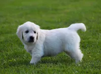 Daisy , a female English Cream Golden Retriever for sale in Sugarcreek, OH – 3 of 5