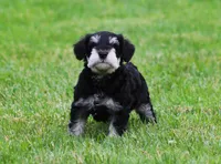 George , a male Miniature Schnauzer for sale in Sugarcreek, OH – 2 of 8