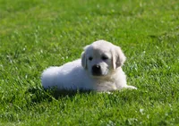 Leslie, a female English Cream Golden Retriever for sale in Sugarcreek, OH – 3 of 6