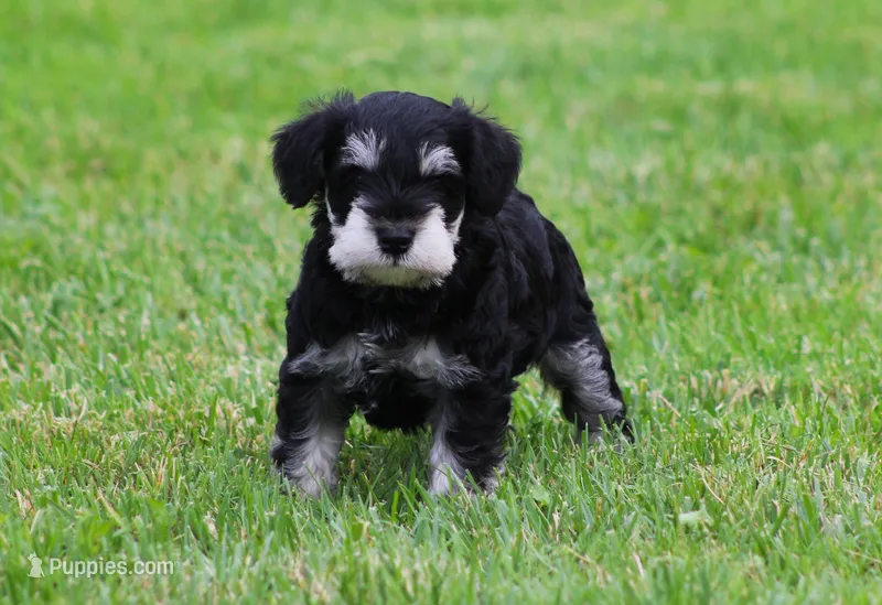 George  – Miniature Schnauzer puppy for sale in Sugarcreek, OH