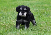 George , a male Miniature Schnauzer for sale in Sugarcreek, OH – 1 of 8