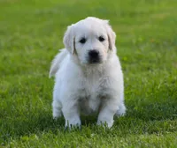 Riley, a male English Cream Golden Retriever for sale in Sugarcreek, OH – 3 of 4