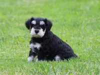 Elsa, a female Miniature Schnauzer for sale in Sugarcreek, OH – 2 of 8