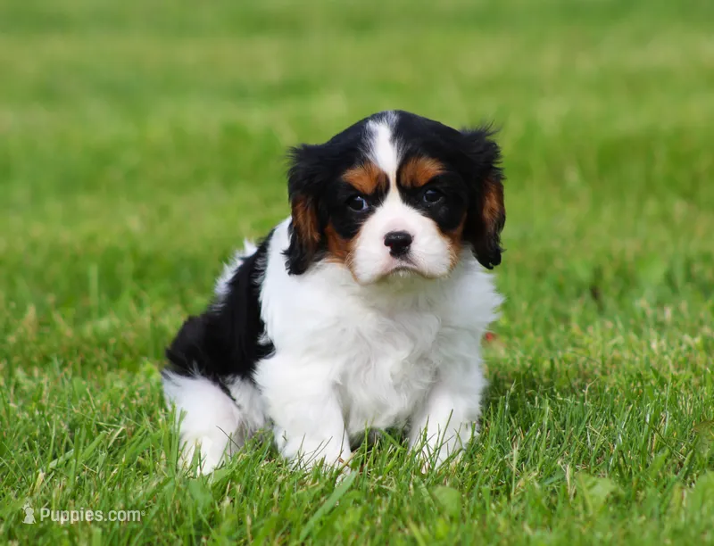 Daisy – Cavalier King Charles Spaniel puppy for sale in Sugarcreek, OH