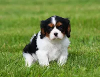 Daisy, a female Cavalier King Charles Spaniel for sale in Sugarcreek, OH – 1 of 4