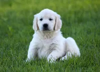 Katniss, a female English Cream Golden Retriever for sale in Sugarcreek, OH – 3 of 5