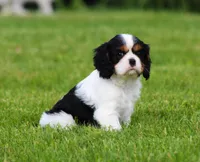 Sabrina, a female Cavalier King Charles Spaniel for sale in Sugarcreek, OH – 6 of 6