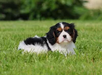 Daisy, a female Cavalier King Charles Spaniel for sale in Sugarcreek, OH – 2 of 4