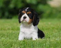 Roger, a male Cavalier King Charles Spaniel for sale in Sugarcreek, OH – 2 of 6