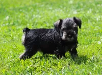 Lil Debbie, a female Miniature Schnauzer for sale in Sugarcreek, OH – 4 of 7