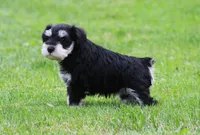 Elsa, a female Miniature Schnauzer for sale in Sugarcreek, OH – 5 of 8