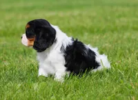 Daisy, a female Cavalier King Charles Spaniel for sale in Sugarcreek, OH – 4 of 4