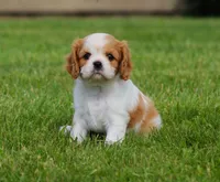 Lucky, a female Cavalier King Charles Spaniel for sale in Sugarcreek, OH – 2 of 6