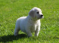 Leslie, a female English Cream Golden Retriever for sale in Sugarcreek, OH – 2 of 6