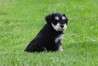 Elsa, a female Miniature Schnauzer for sale in Sugarcreek, OH – 6 of 8