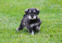 Katniss , a female Miniature Schnauzer for sale in Sugarcreek, OH – 3 of 8