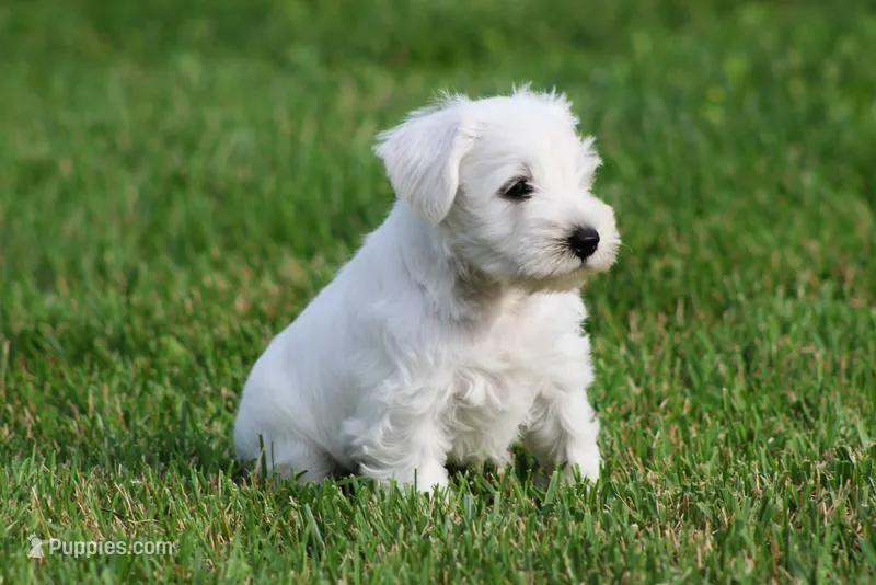 George  – Miniature Schnauzer puppy for sale in Sugarcreek, OH