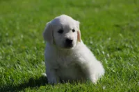Lawrence , a male English Cream Golden Retriever for sale in Sugarcreek, OH – 2 of 6