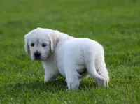 Lucy , a female English Cream Golden Retriever for sale in Sugarcreek, OH – 5 of 7