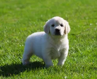 Leslie, a female English Cream Golden Retriever for sale in Sugarcreek, OH – 6 of 6