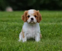 Lucky, a female Cavalier King Charles Spaniel for sale in Sugarcreek, OH – 5 of 6