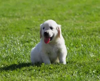 Lawrence , a male English Cream Golden Retriever for sale in Sugarcreek, OH – 6 of 6
