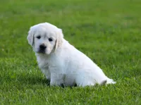 Lucy , a female English Cream Golden Retriever for sale in Sugarcreek, OH – 2 of 7