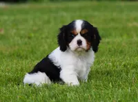 Sabrina, a female Cavalier King Charles Spaniel for sale in Sugarcreek, OH – 5 of 6