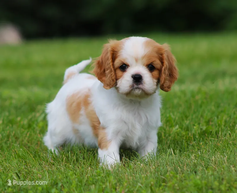 Lucky – Cavalier King Charles Spaniel puppy for sale in Sugarcreek, OH