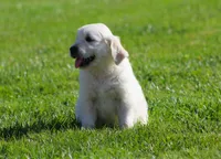 Lawrence , a male English Cream Golden Retriever for sale in Sugarcreek, OH – 5 of 6