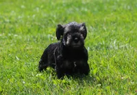 Lil Debbie, a female Miniature Schnauzer for sale in Sugarcreek, OH – 2 of 7