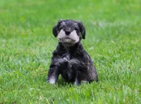 Stetson, a male Miniature Schnauzer for sale in Sugarcreek, OH – 4 of 8