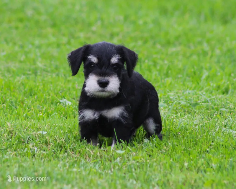 Charlie  – Miniature Schnauzer puppy for sale in Sugarcreek, OH
