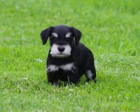 Charlie , a male Miniature Schnauzer for sale in Sugarcreek, OH – 1 of 6