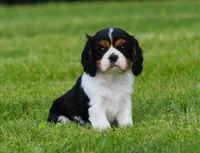 Roger, a male Cavalier King Charles Spaniel for sale in Sugarcreek, OH – 3 of 6
