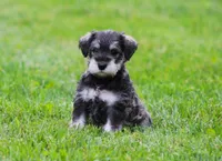 Katniss , a female Miniature Schnauzer for sale in Sugarcreek, OH – 2 of 8