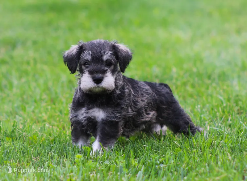 Katniss  – Miniature Schnauzer puppy for sale in Sugarcreek, OH