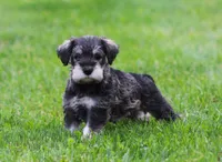 Katniss , a female Miniature Schnauzer for sale in Sugarcreek, OH – 1 of 8