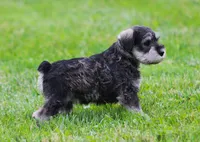 Katniss , a female Miniature Schnauzer for sale in Sugarcreek, OH – 5 of 8