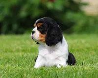 Roger, a male Cavalier King Charles Spaniel for sale in Sugarcreek, OH – 6 of 6