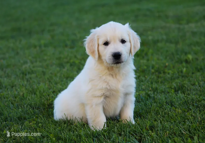 Riley – English Cream Golden Retriever puppy for sale in Sugarcreek, OH