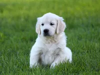 Katniss, a female English Cream Golden Retriever for sale in Sugarcreek, OH – 2 of 5