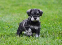 Katniss , a female Miniature Schnauzer for sale in Sugarcreek, OH – 6 of 8