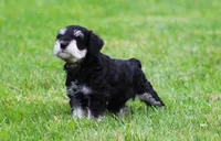 George , a male Miniature Schnauzer for sale in Sugarcreek, OH – 7 of 8