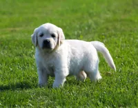 Leslie, a female English Cream Golden Retriever for sale in Sugarcreek, OH – 4 of 6